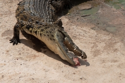 TRAVEL 234 Maroko Agadír CrocoPark Krokodýl nilský IMG_8048